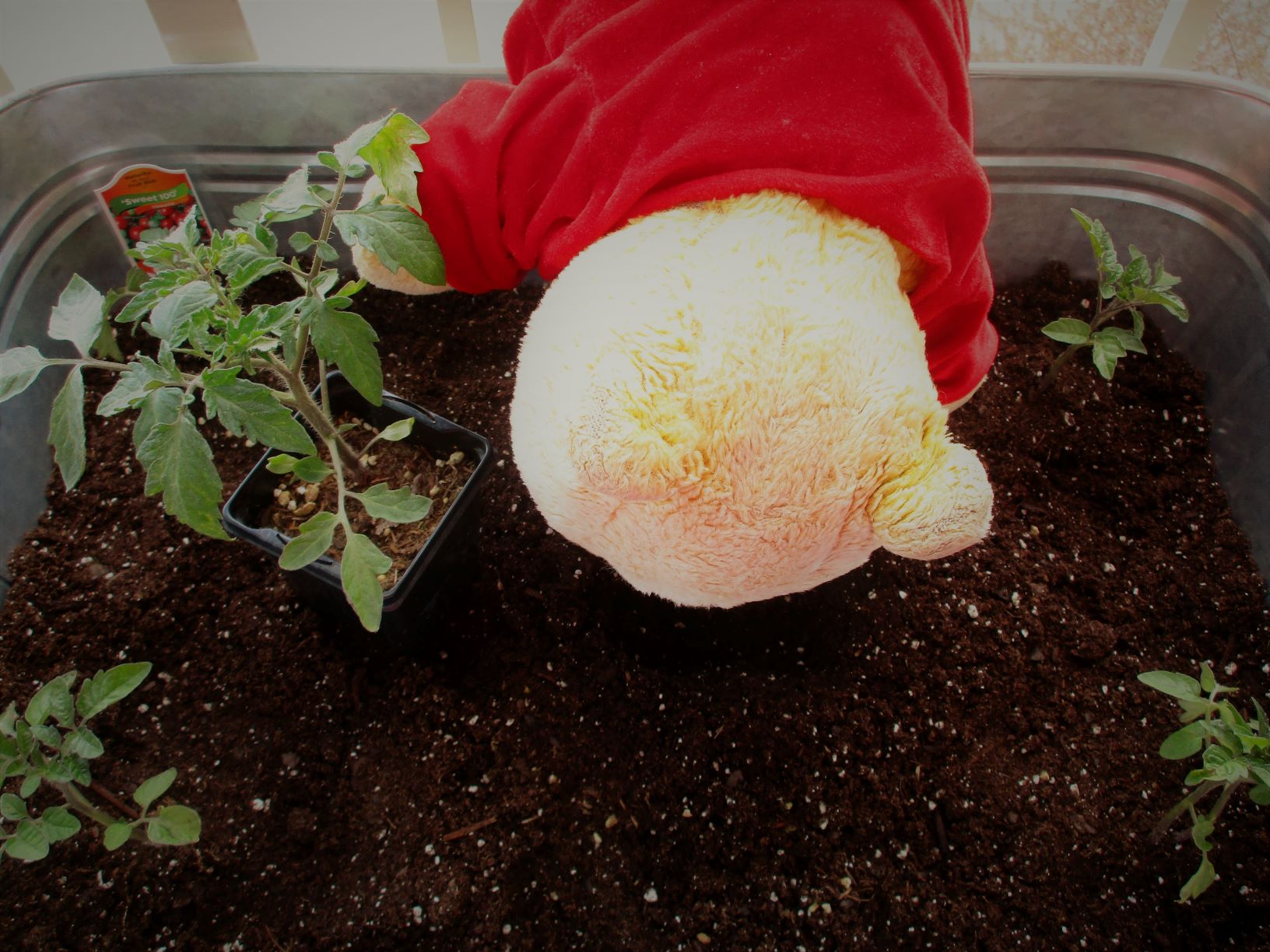 If There’s A Bear In Your Garden…